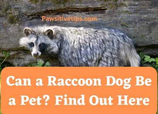 Can a Raccoon Dog Be a Pet