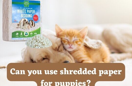 Can you use shredded paper for puppies?
