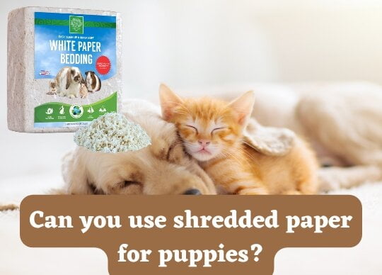 Can you use shredded paper for puppies?