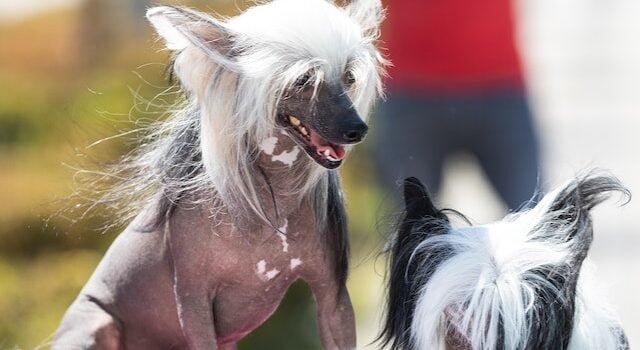 Chinese Crested Dog price in United States