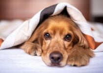 Do Dogs Get Attached to Their Bed? (Here's Why)