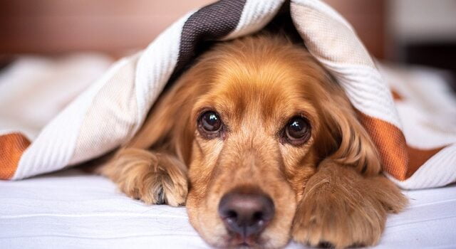 Do Dogs Get Attached to Their Bed? (Here's Why)