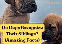 Do Dogs Recognize Their Siblings? (Amazing Facts)