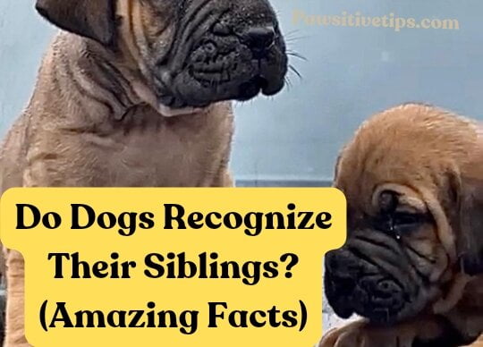 Do Dogs Recognize Their Siblings? (Amazing Facts)