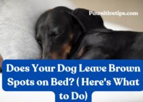 Does Your Dog Leave Brown Spots on Bed? ( Here's What to Do)