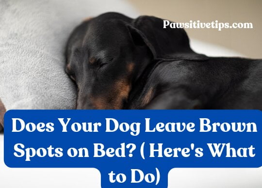 Does Your Dog Leave Brown Spots on Bed? ( Here's What to Do)