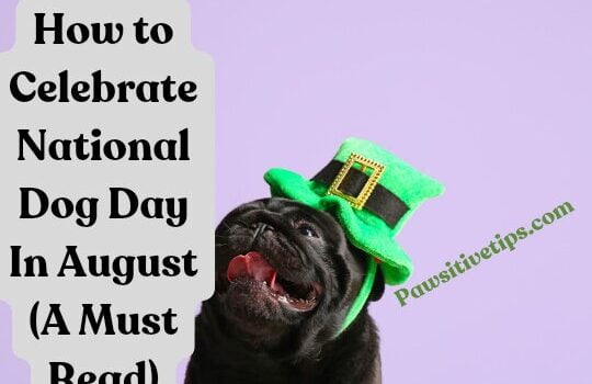 how to celebrate National Dog Day