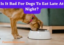 Is It Bad For Dogs To Eat Late At Night?