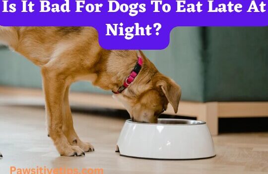 Is It Bad For Dogs To Eat Late At Night?