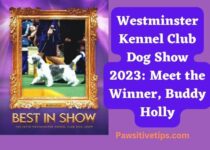 Westminster Kennel Club Dog Show 2023: Meet the Winner, Buddy Holly