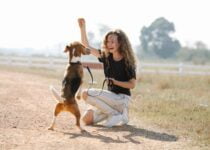 What are the 5 Golden Rules of Dog Training?