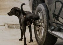 Why Do Dogs Pee On Car Tires