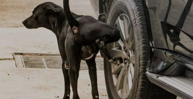 Why Do Dogs Pee On Car Tires
