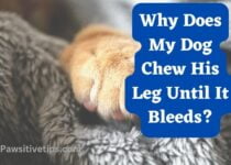 Why Does My Dog Chew His Leg Until It Bleeds?