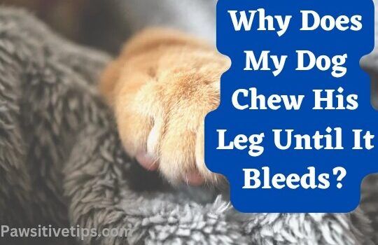 Why Does My Dog Chew His Leg Until It Bleeds?