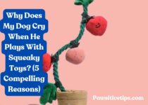 Why Does My Dog Cry When He Plays With Squeaky Toys? (5 Compelling Reasons)