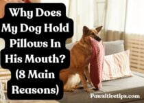 Why Does My Dog Hold Pillows In His Mouth? (8 Main Reasons)