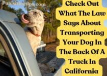 dog in back of truck law california
