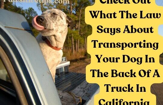dog in back of truck law california