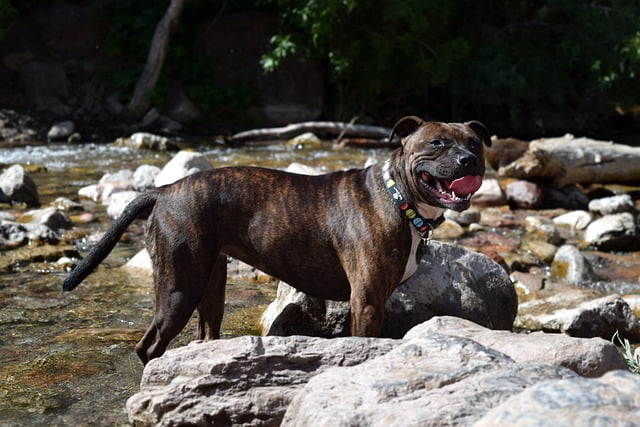 Are Brindle Dogs Aggressive? Why are Brindle dogs unpopular?