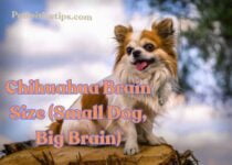 Chihuahua Brain Size: The Smallest Dogs with the Largest Brains?