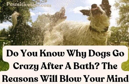 Why do dogs do Zoomies after a bath?