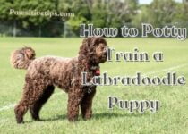 How to Potty Train a Labradoodle Puppy