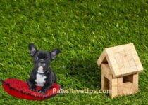 Is Artificial Grass Too Hot For Dogs?