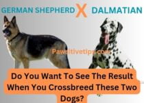 A German Shepherd Dalmatian mix is a cross between two popular dog breeds. They are known for their intelligence, loyalty, and energy. This article discusses the history, temperament, and care of German Shepherd Dalmatian mixes.