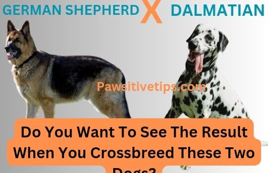 A German Shepherd Dalmatian mix is a cross between two popular dog breeds. They are known for their intelligence, loyalty, and energy. This article discusses the history, temperament, and care of German Shepherd Dalmatian mixes.