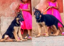 Where Can I Donate My German Shepherd For Service?