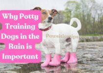 An article about the importance of potty training dogs in the rain. This article provides tips on how to get your dog used to going potty in the rain, as well as how to make the experience more enjoyable for both of you.
