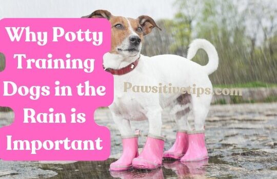 An article about the importance of potty training dogs in the rain. This article provides tips on how to get your dog used to going potty in the rain, as well as how to make the experience more enjoyable for both of you.