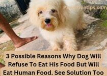 Why Won't My Dog Eat His Food But Will Eat Human Food?