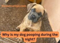 Why is my dog pooping during the night?