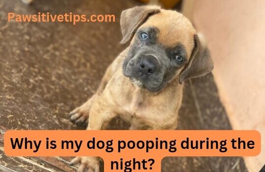 Why is my dog pooping during the night?