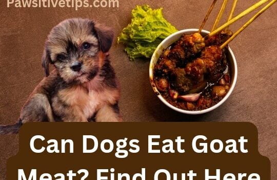 Can Dogs Eat Goat Meat?