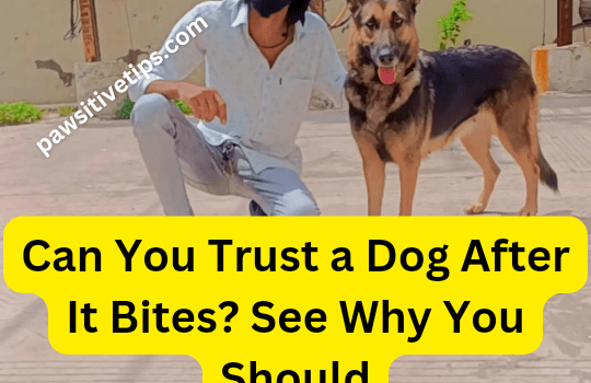 Can you trust a dog after it bites?