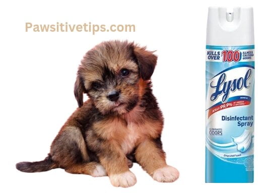 How Long After Spraying Lysol is it Safe for Pets