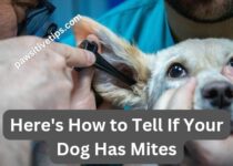Here's How to Tell If Your Dog Has Mites