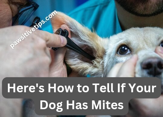 Here's How to Tell If Your Dog Has Mites
