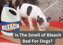 Is the smell of bleach bad for dogs?