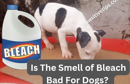 Is the smell of bleach bad for dogs?