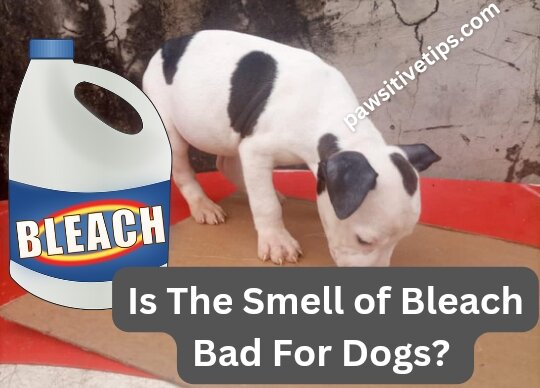 Is the smell of bleach bad for dogs? 