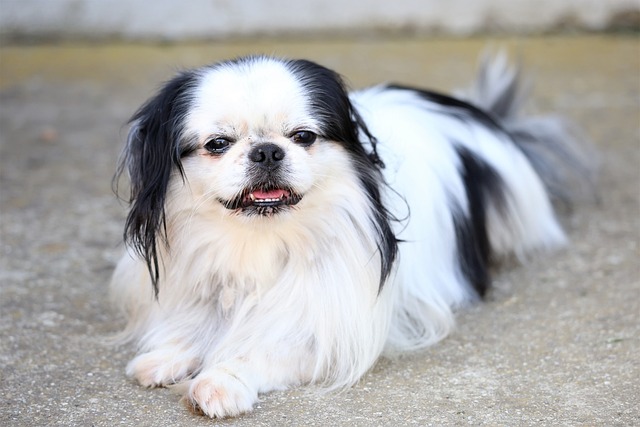 Japanese Chin with big eyes