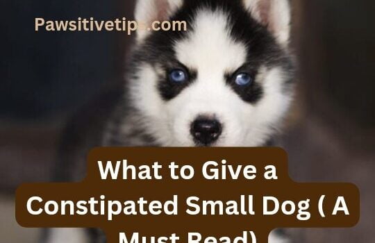 What to Give a Constipated Small Dog ( A Must Read)