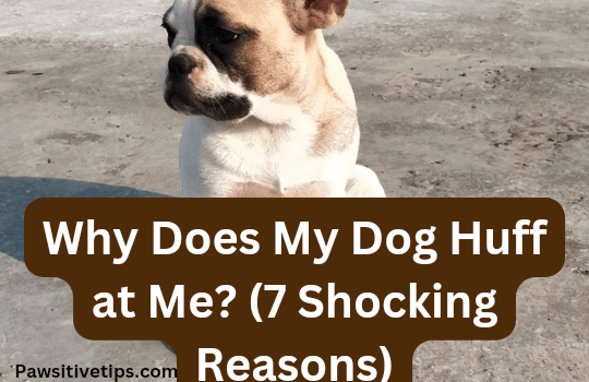 Why Does My Dog Huff at Me? (7 Shocking Reasons)
