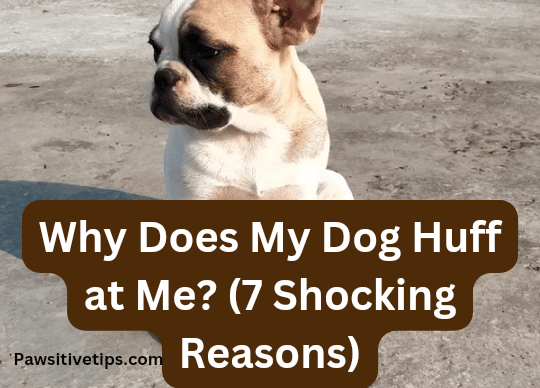 Why Does My Dog Huff at Me? (7 Shocking Reasons)