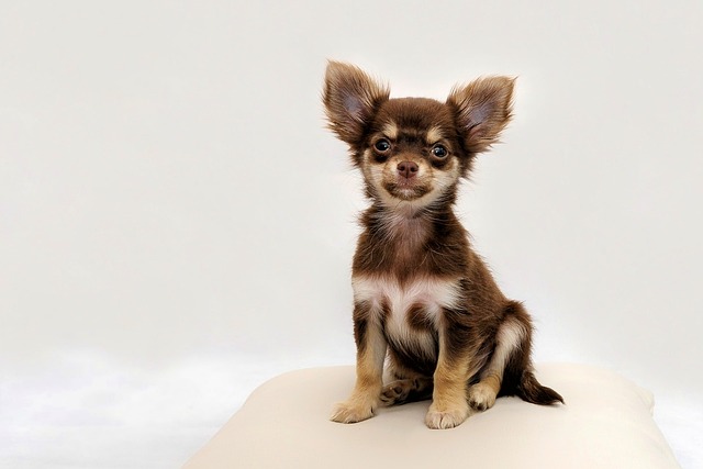 Chihuahua dog with big eyes
