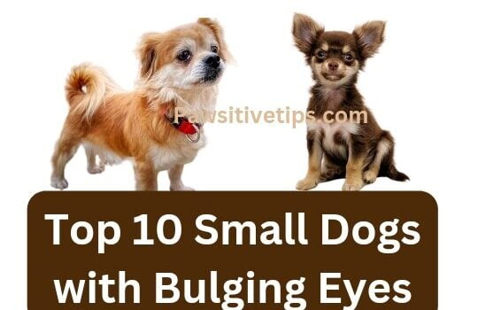 Small Dogs with Bulging Eyes